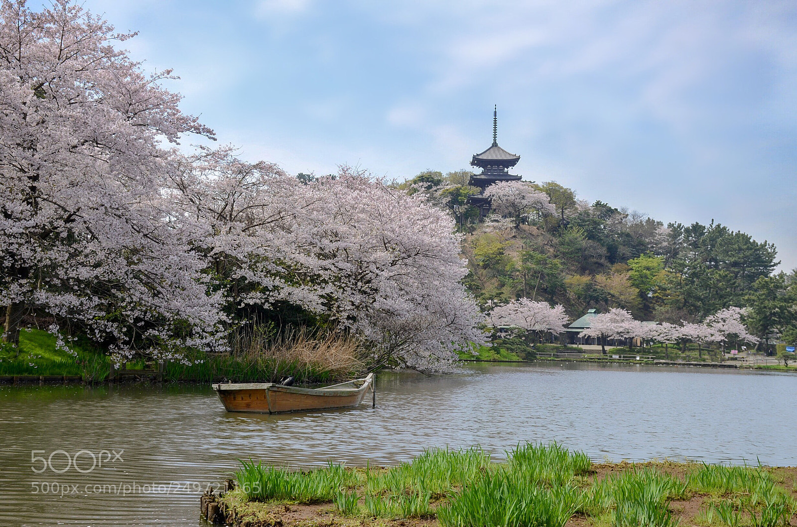 Nikon D7000 sample photo. Enchanted spring garden. photography