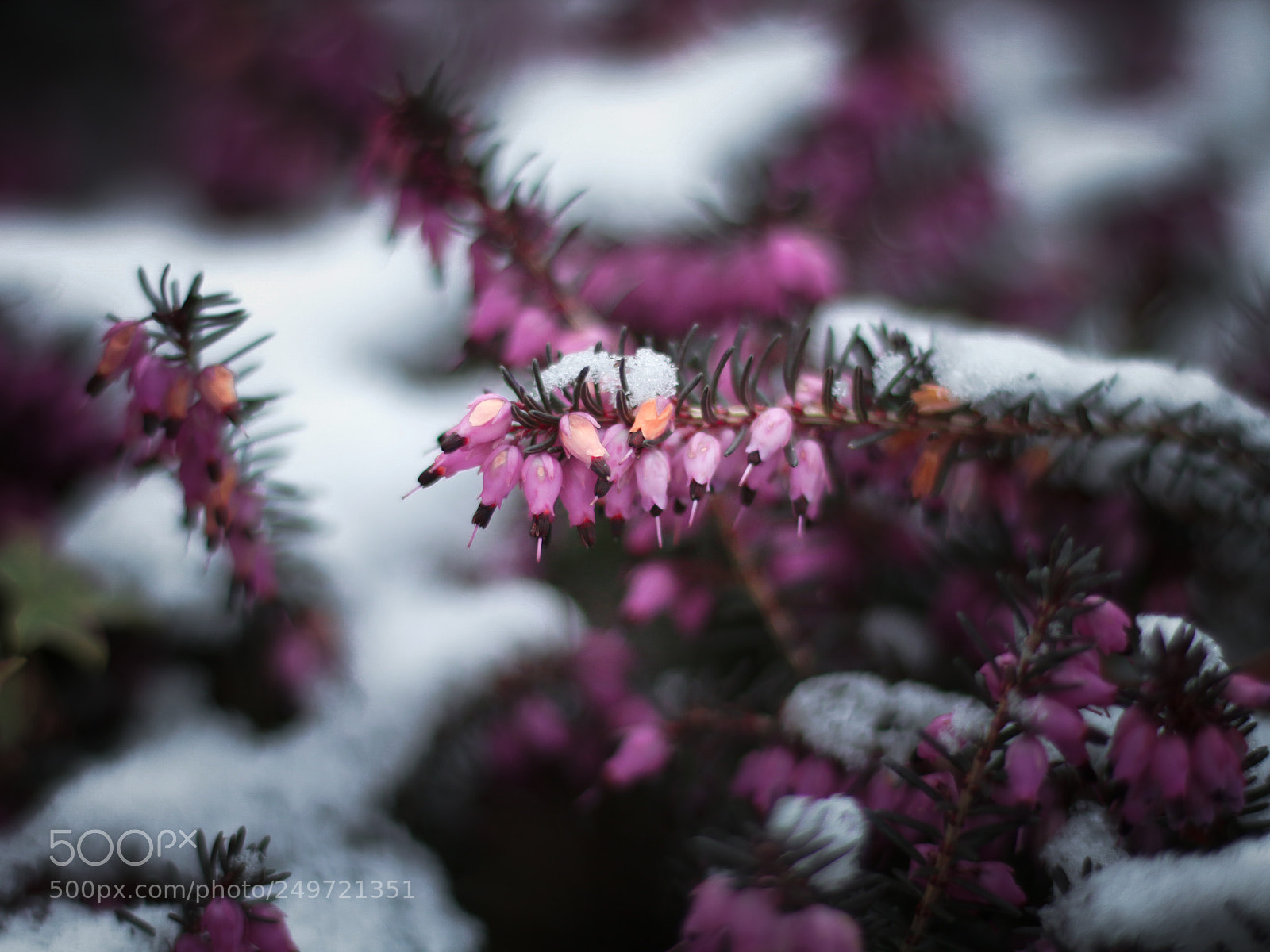 Canon EOS 70D sample photo. Erica in de sneeuw photography