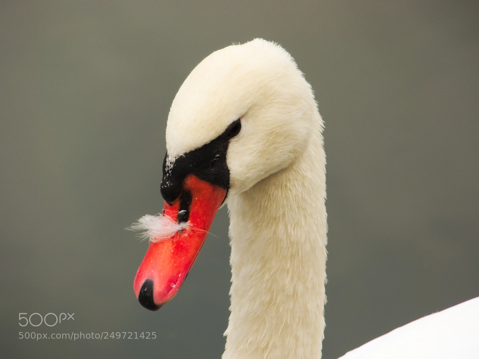 Panasonic Lumix DMC-FZ200 sample photo. Cygne photography