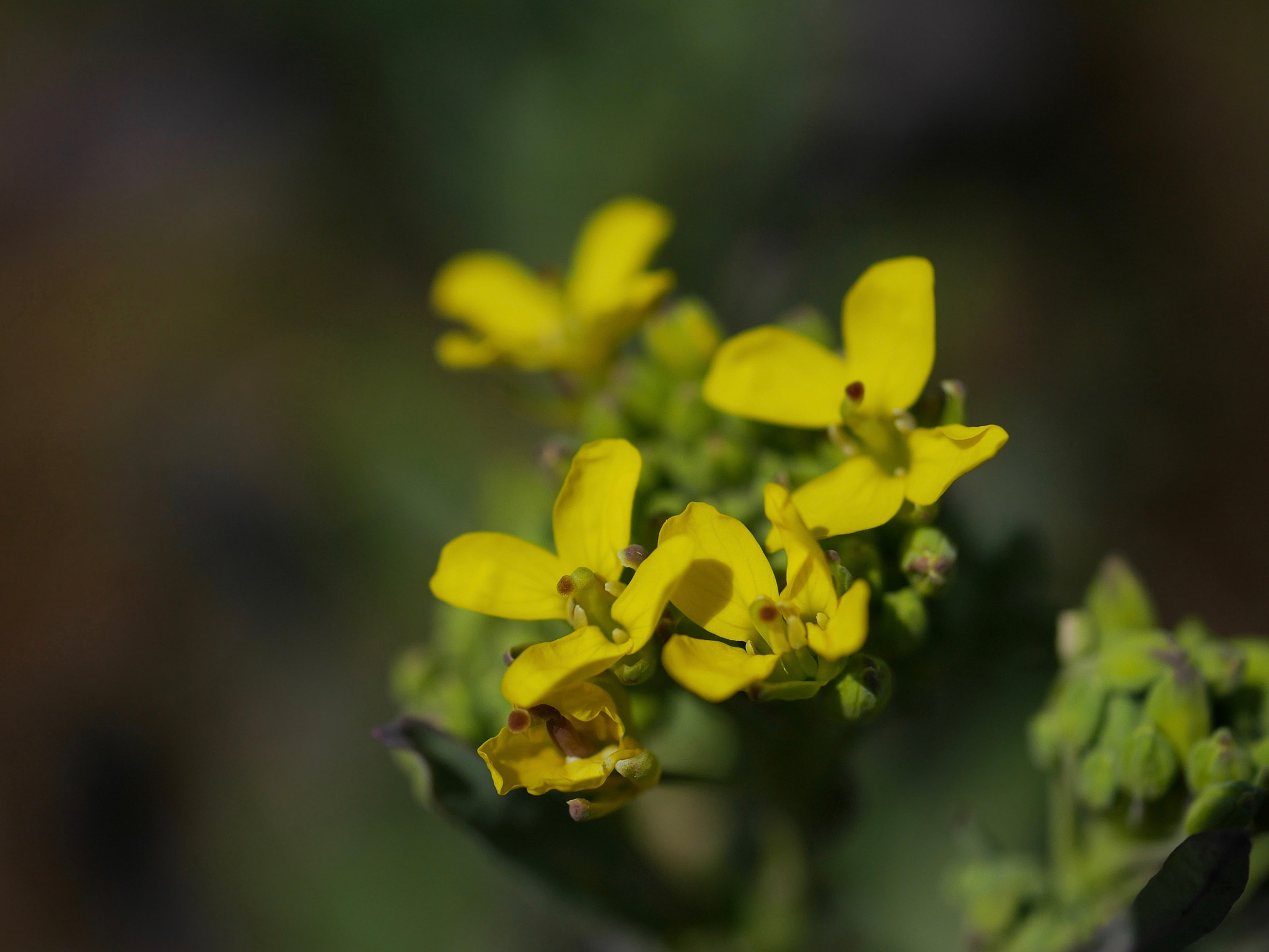 Panasonic Lumix DMC-GF7 sample photo. Turnip flowers photography
