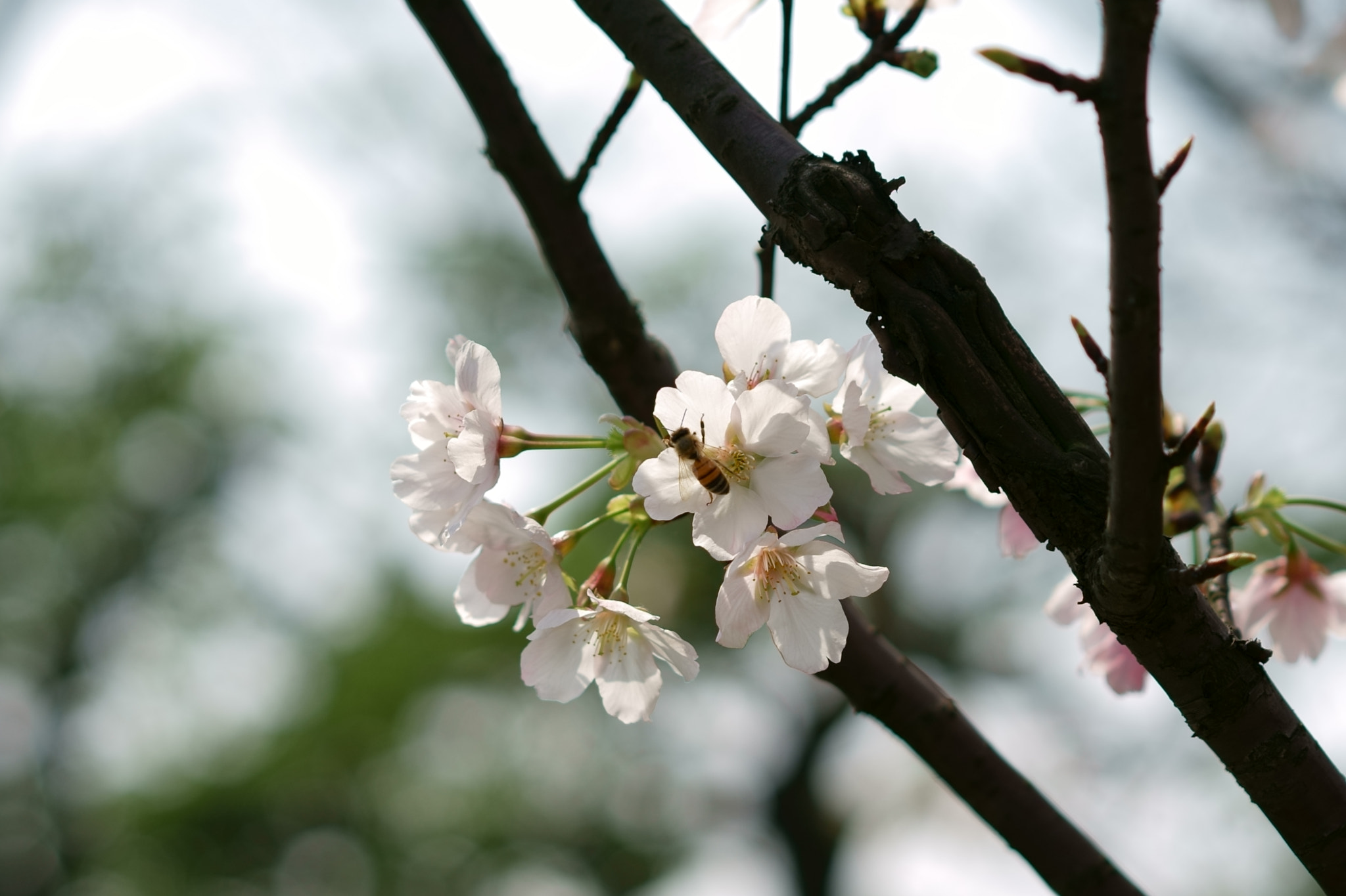 Sony a7 II + Sony Sonnar T* FE 55mm F1.8 ZA sample photo. Bee photography