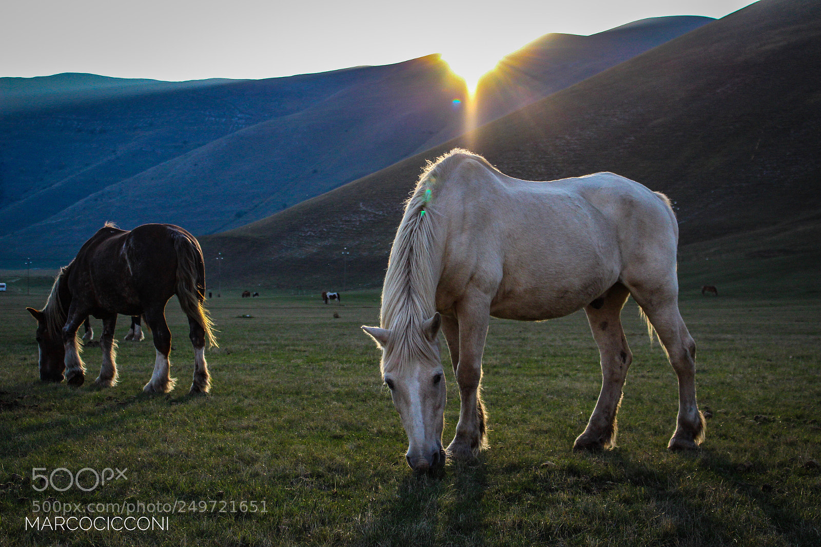 Canon EOS 100D (EOS Rebel SL1 / EOS Kiss X7) sample photo. Cavalli di castelluccio photography