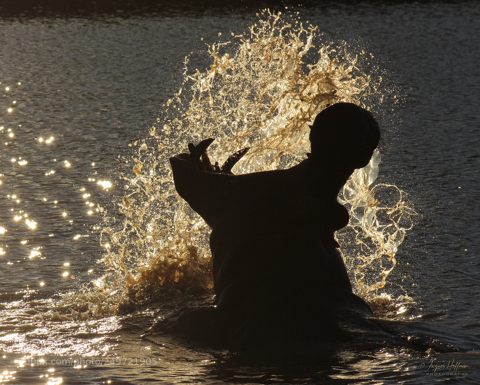 Canon EOS 600D (Rebel EOS T3i / EOS Kiss X5) sample photo. Cheeky hippo photography