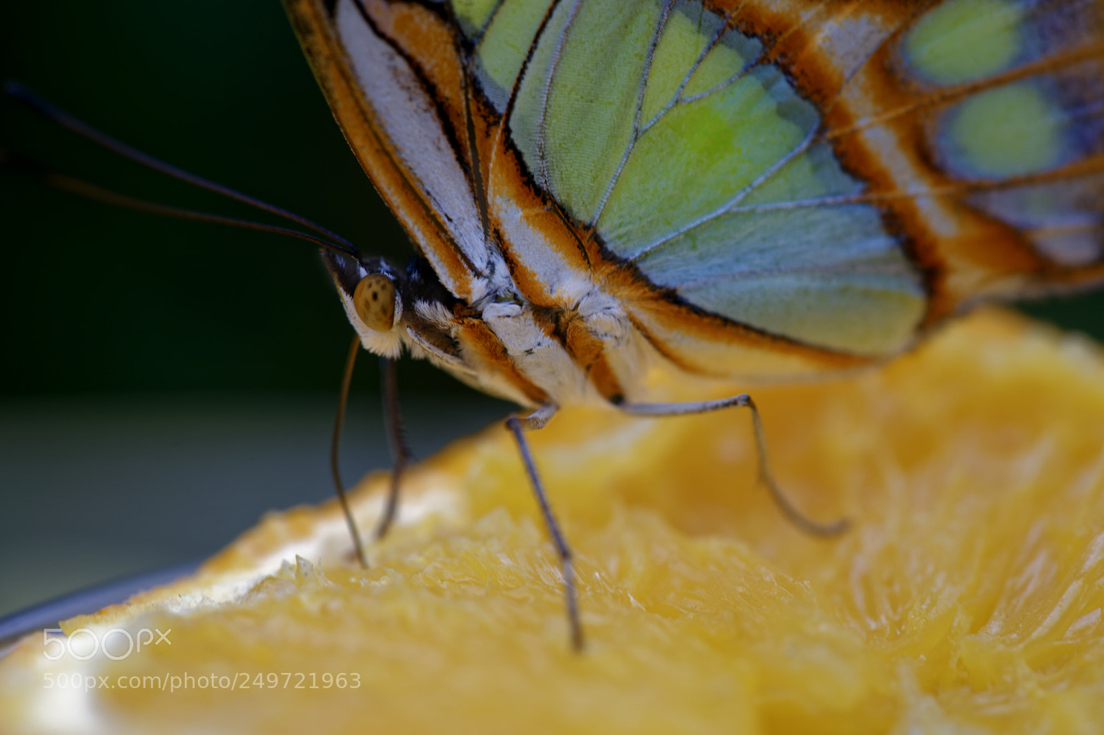 Sony a7 II sample photo. Malachite butterfly photography