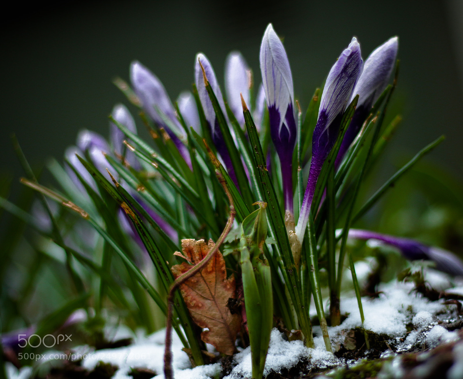Canon EOS 70D sample photo. Krokus te park van photography