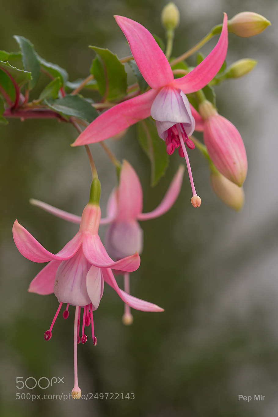 Sony a99 II sample photo. Fucsia (fuchsia magellanica) photography