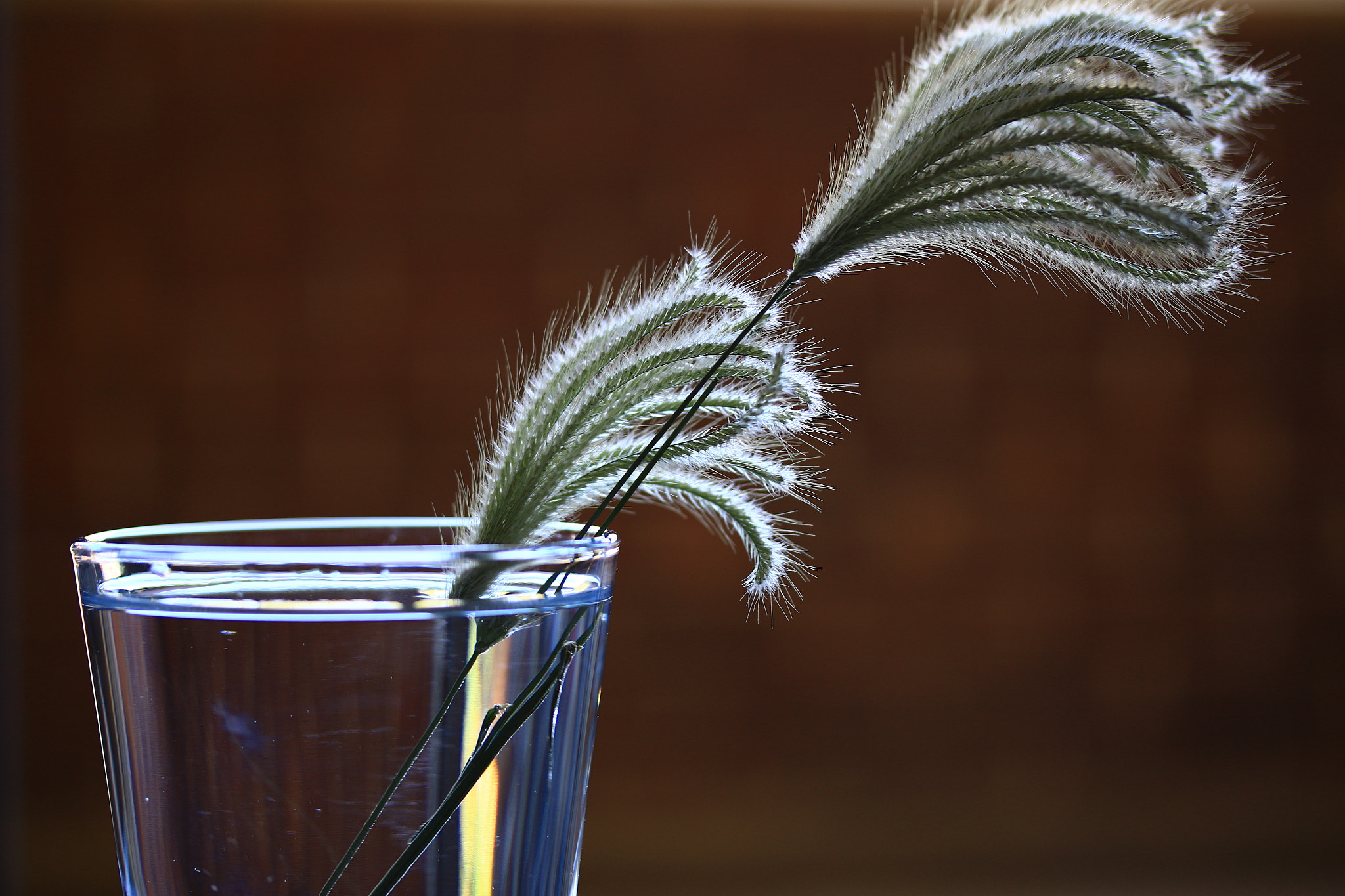 Canon EF-S 60mm F2.8 Macro USM sample photo. Grass & glass photography