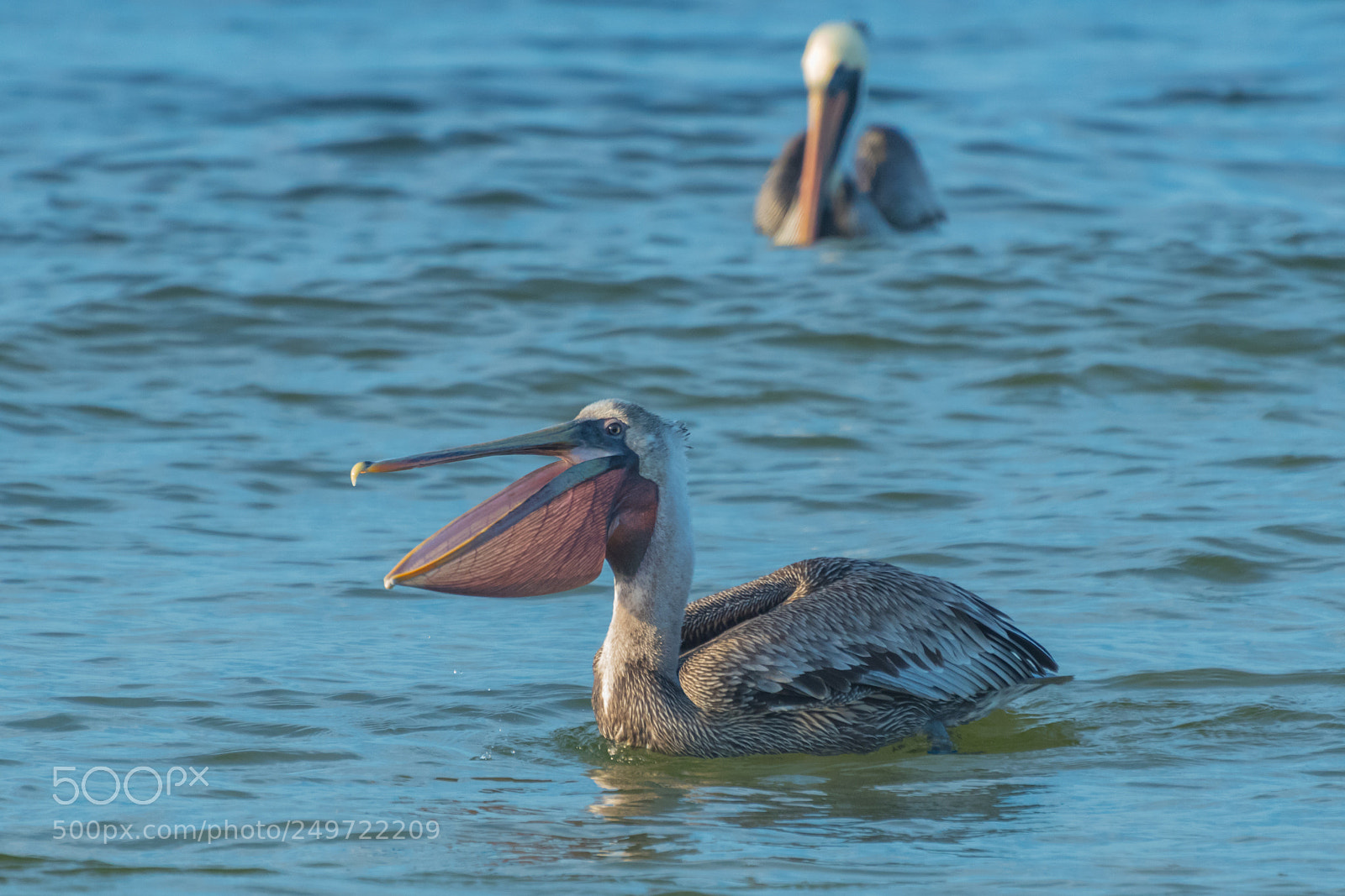 Nikon D500 sample photo. What time is lunch? photography