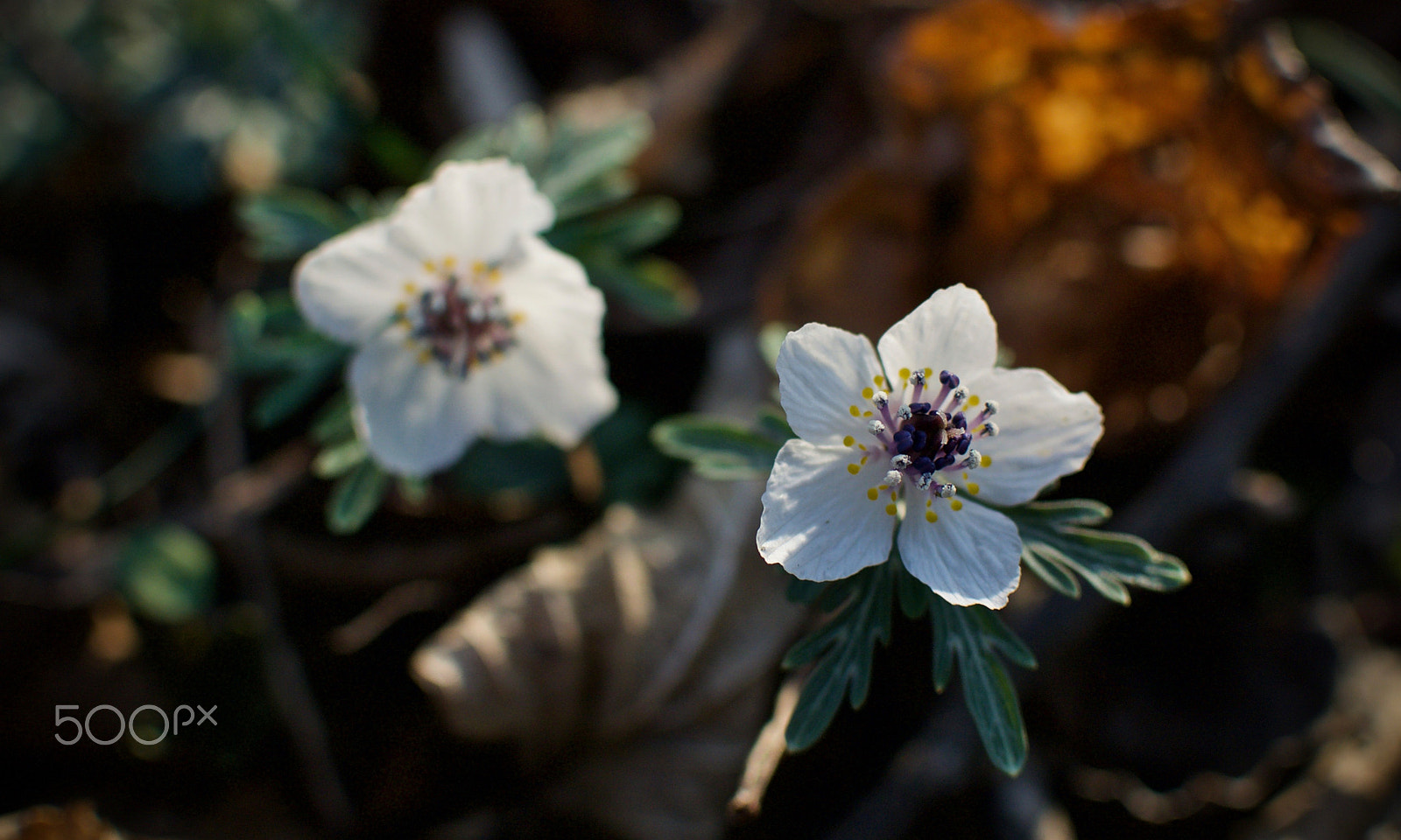 Nikon 1 J2 sample photo. Wildflowers in kyoto photography