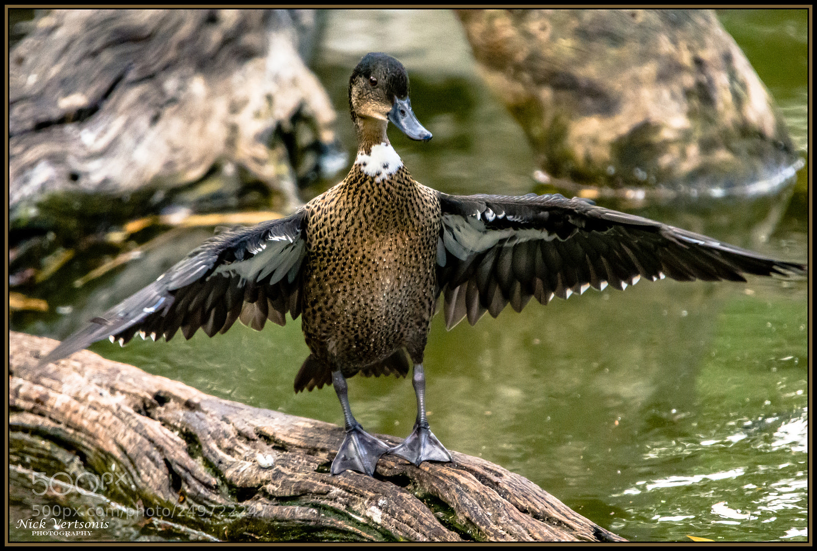 Nikon D7200 sample photo. I surrender... photography