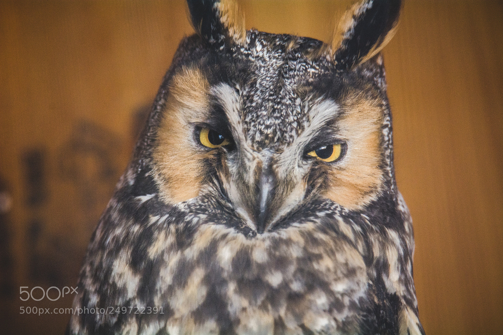 Nikon D7100 sample photo. Whatchoo lookin' at? photography