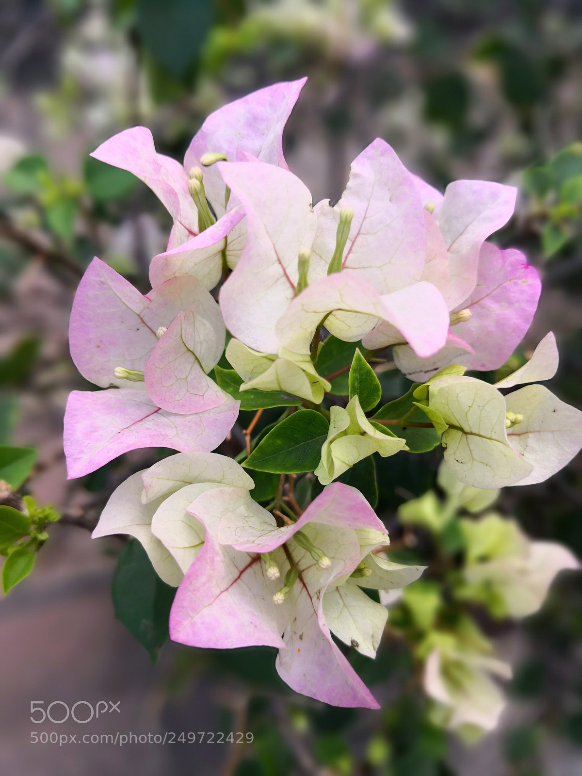 HUAWEI Mate 10 sample photo. Untitled photography