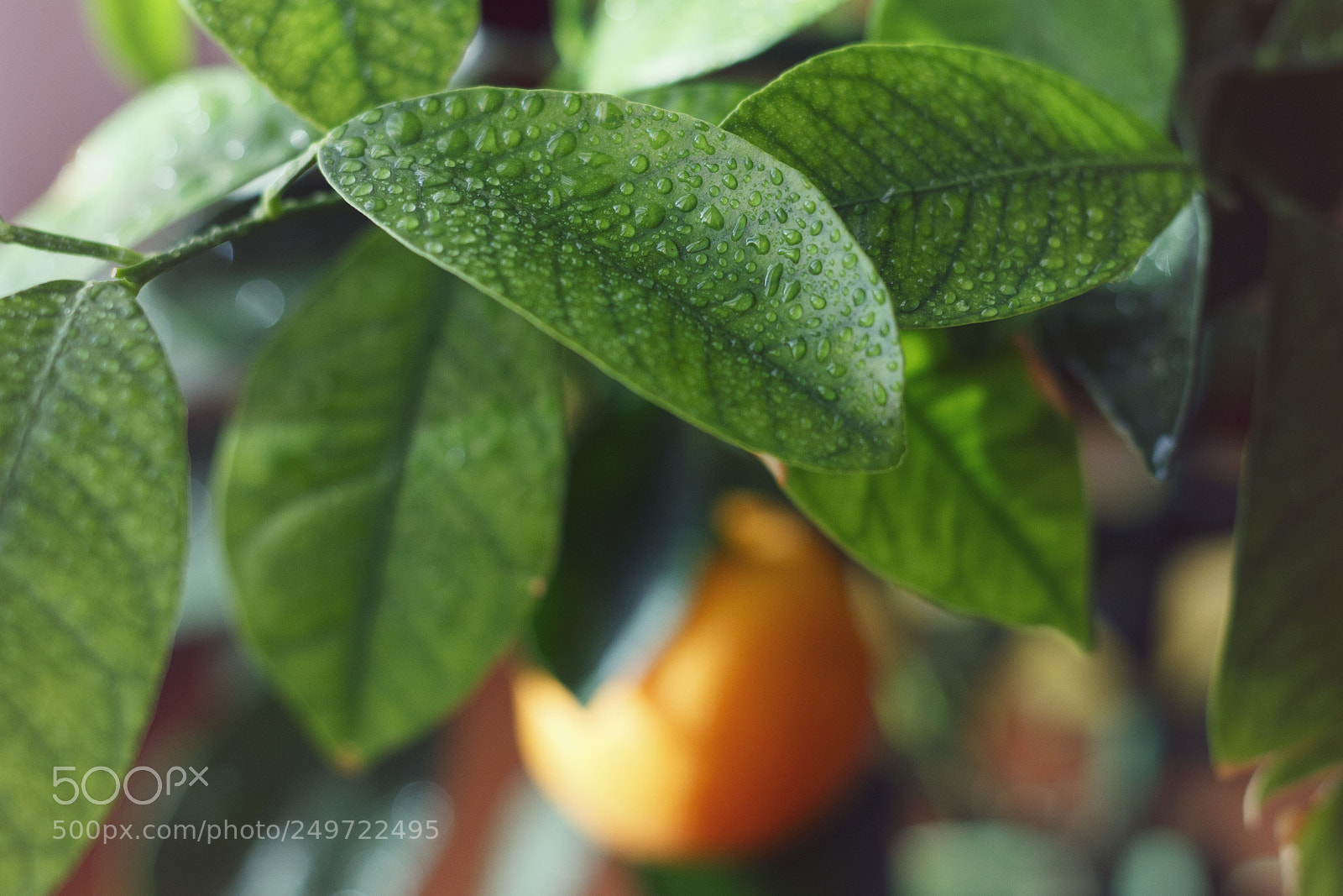 Canon EOS 700D (EOS Rebel T5i / EOS Kiss X7i) sample photo. Drops photography