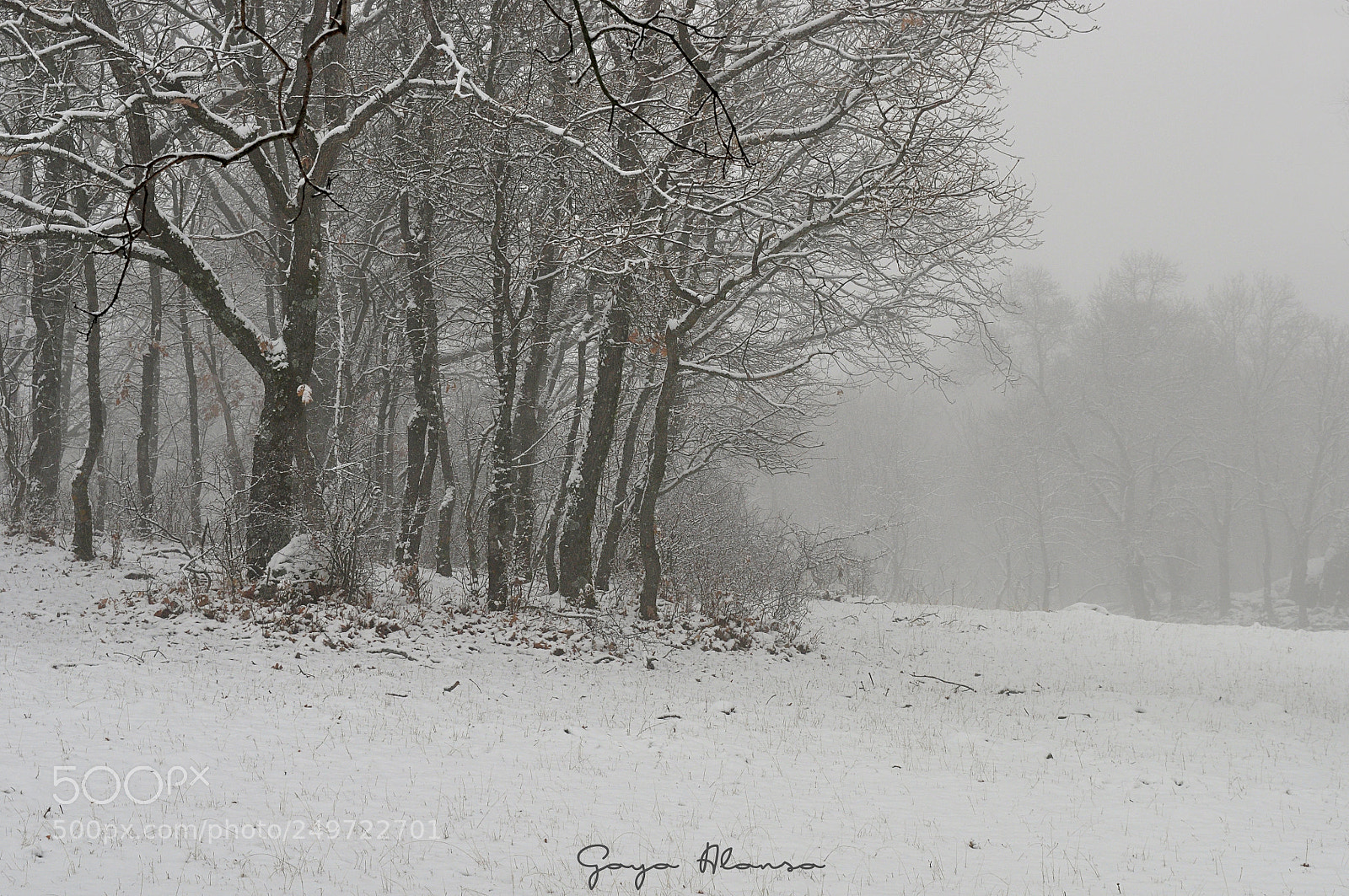 Nikon D5000 sample photo. Invernal photography