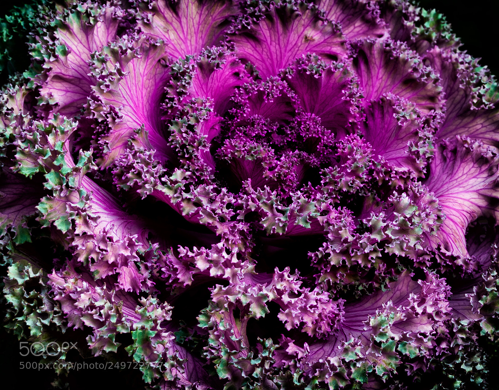 Nikon D300 sample photo. Green & fuschia photography