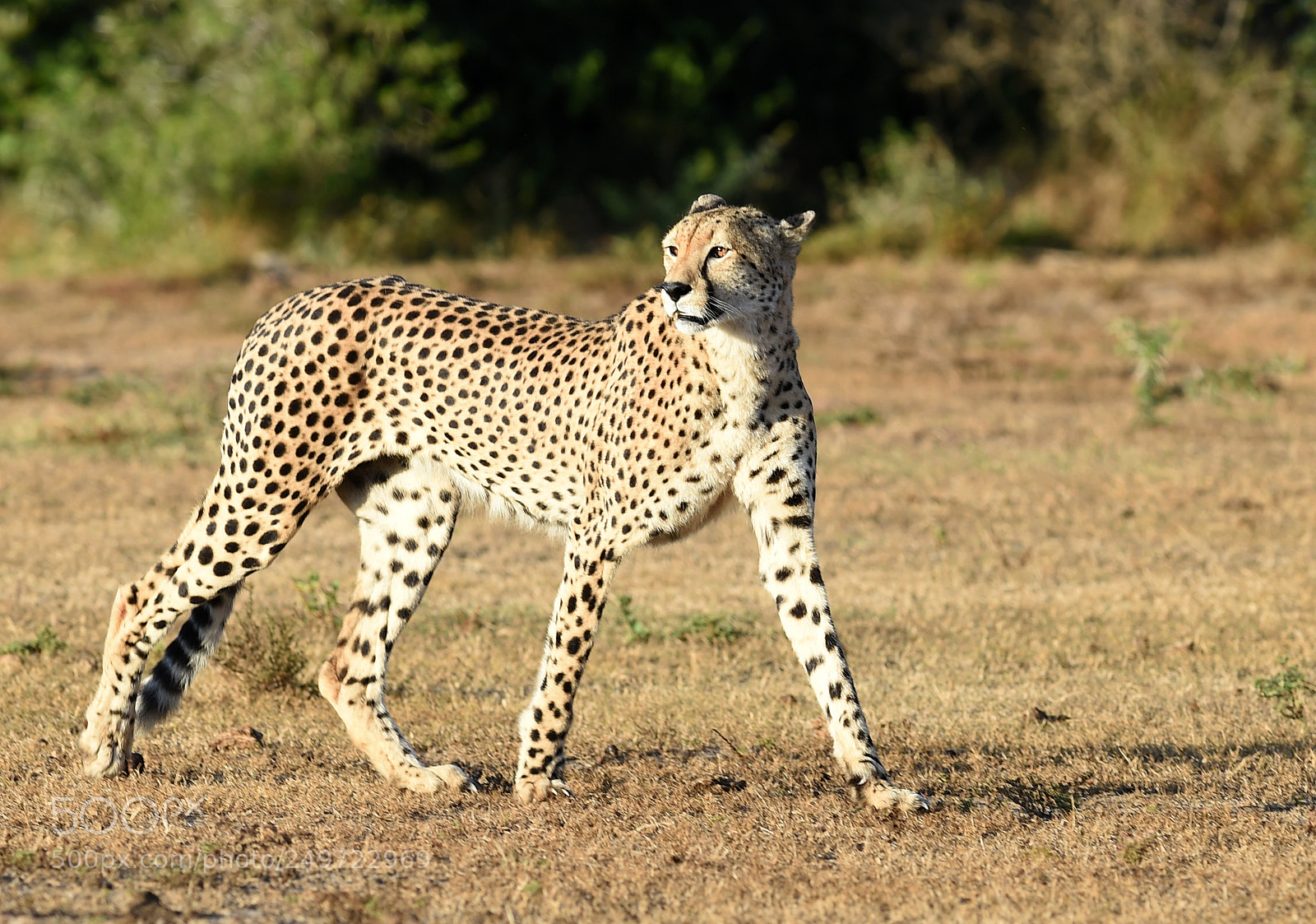Nikon D4S sample photo. The watcher photography