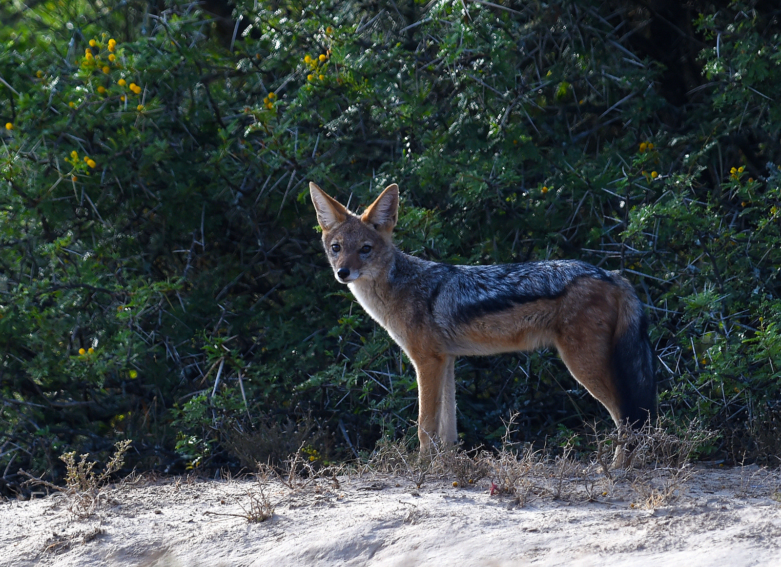 Nikon D4S sample photo. The scavenger photography