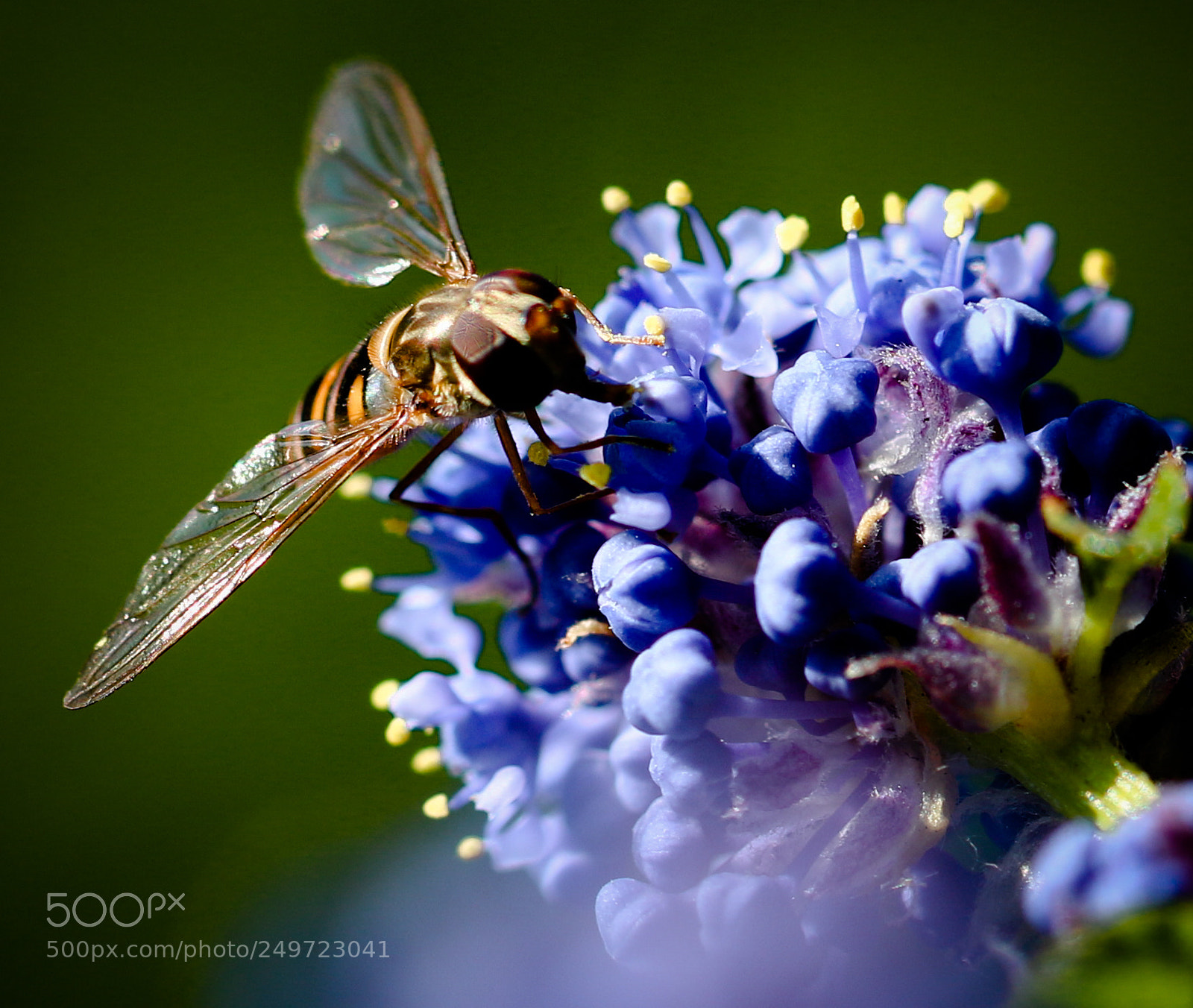 Canon EOS 70D sample photo. Amerikaanse seringe photography