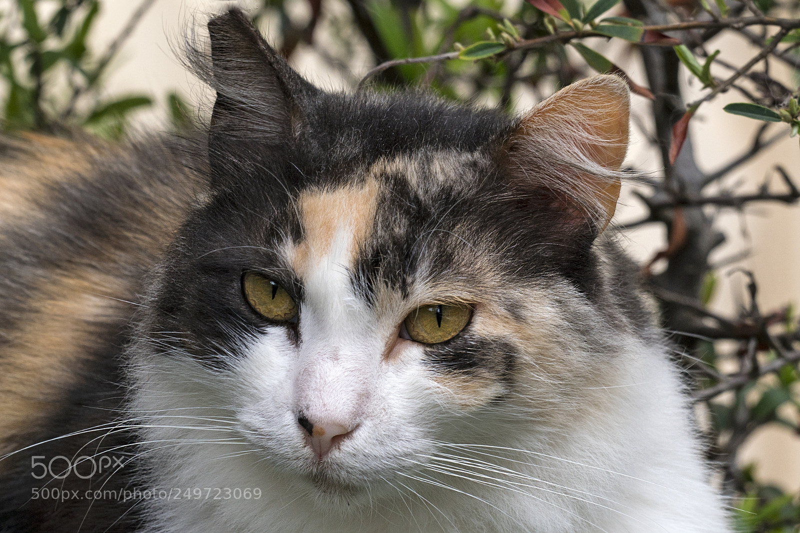 Sony a7R III sample photo. Dsc photography