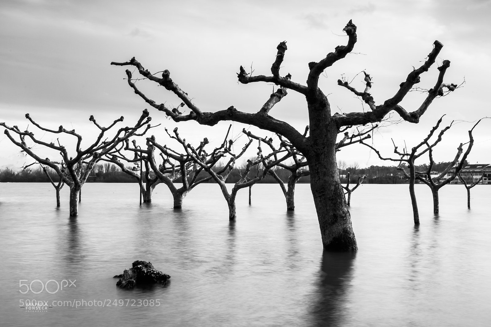 Canon EOS 7D Mark II sample photo. Trees photography