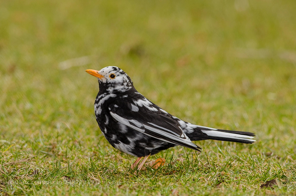 Nikon D7000 sample photo. Blackbird photography