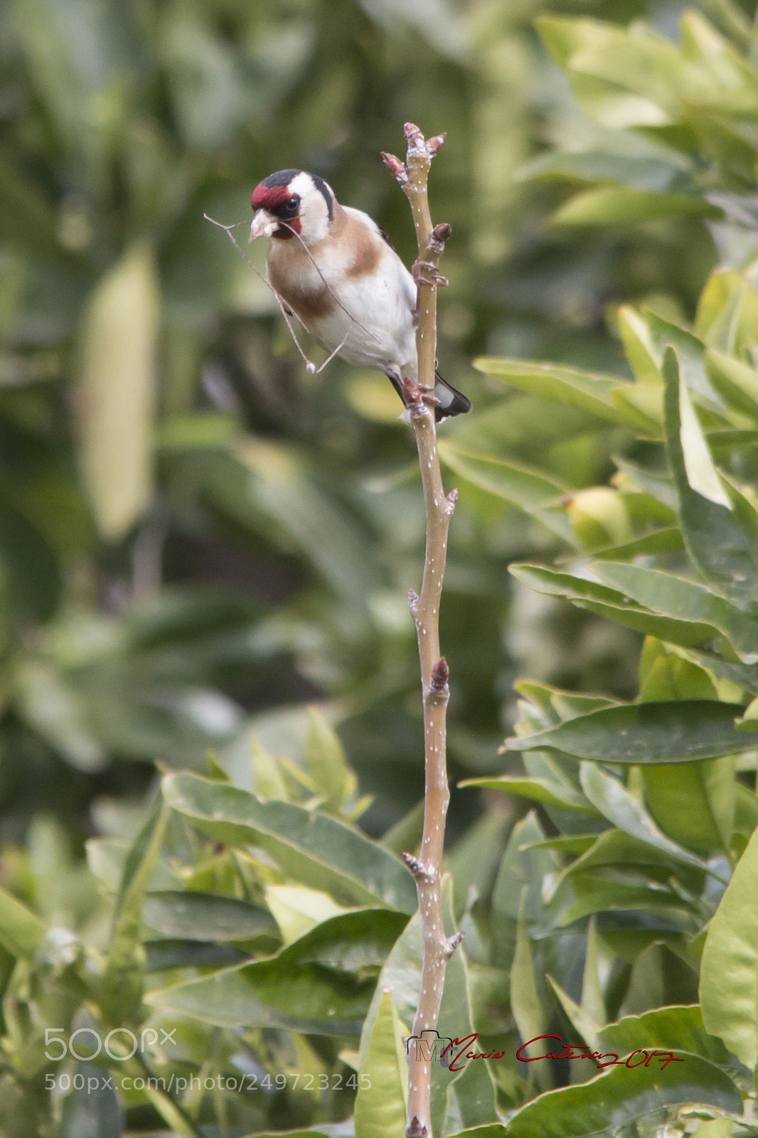 Canon EOS 70D sample photo. Cardellino photography