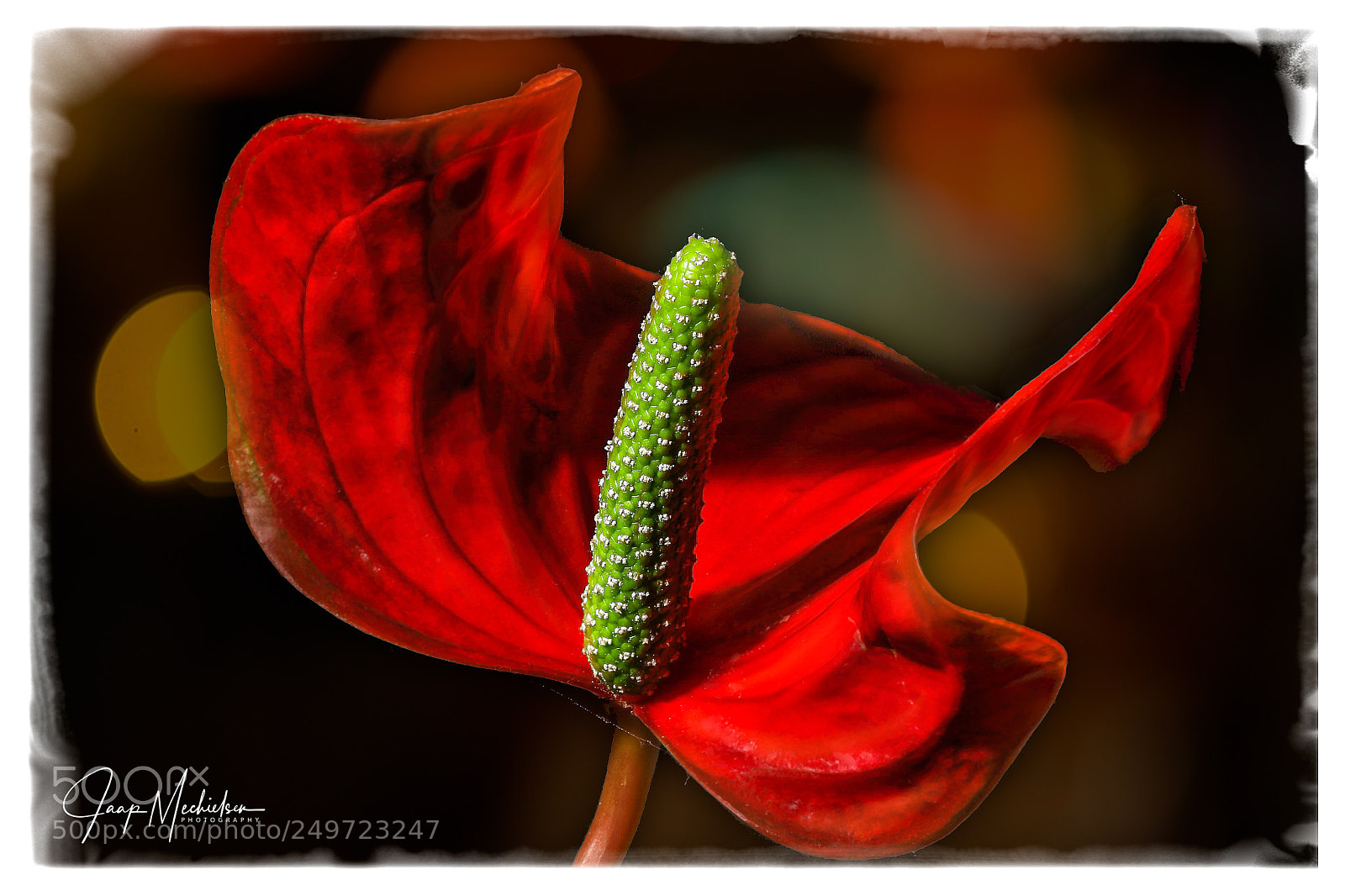 Canon EOS 7D Mark II sample photo. Anthurium photography