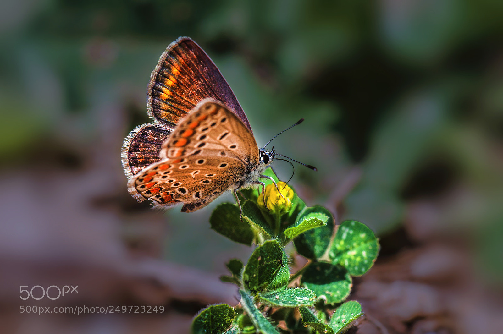 Nikon D90 sample photo. Butterfly photography