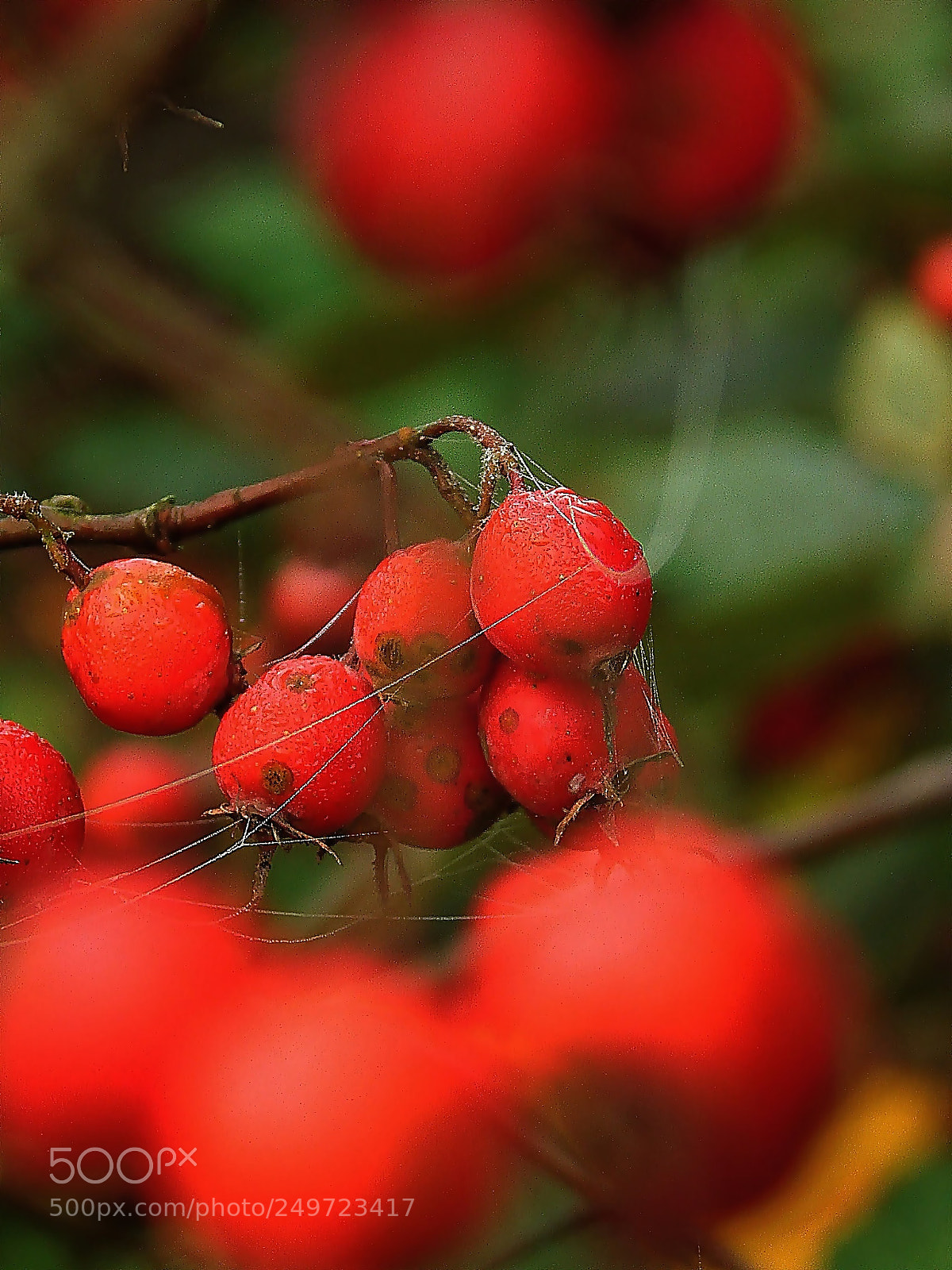 Nikon Coolpix L840 sample photo. Red berry photography
