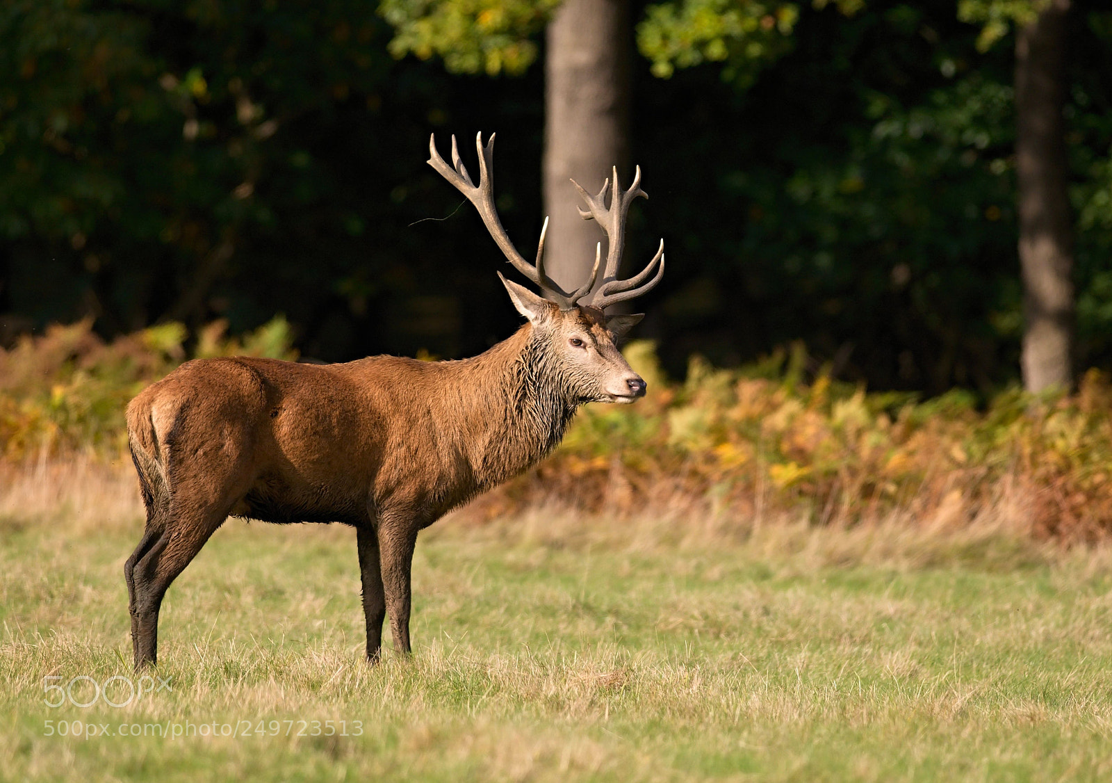 Nikon D610 sample photo. Red deer photography