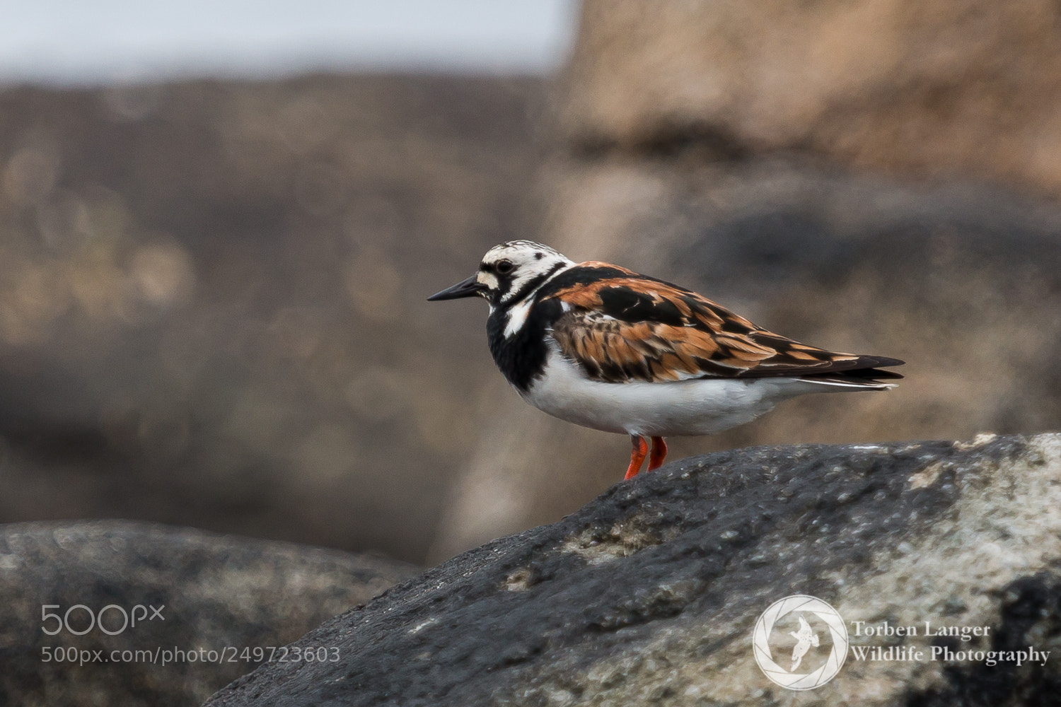 Canon EOS 70D sample photo. Ruddy turnstone photography