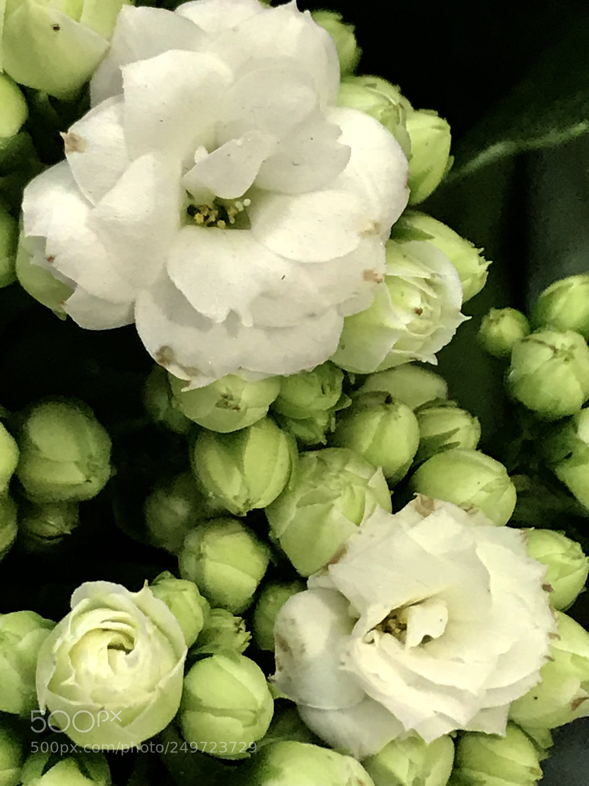 Apple iPhone 7 Plus sample photo. White photography