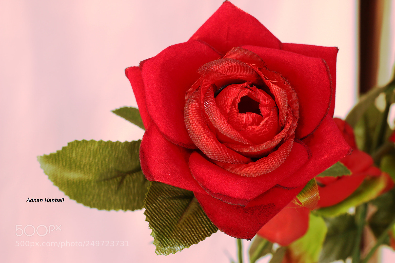 Canon EOS 700D (EOS Rebel T5i / EOS Kiss X7i) sample photo. Red rose photography