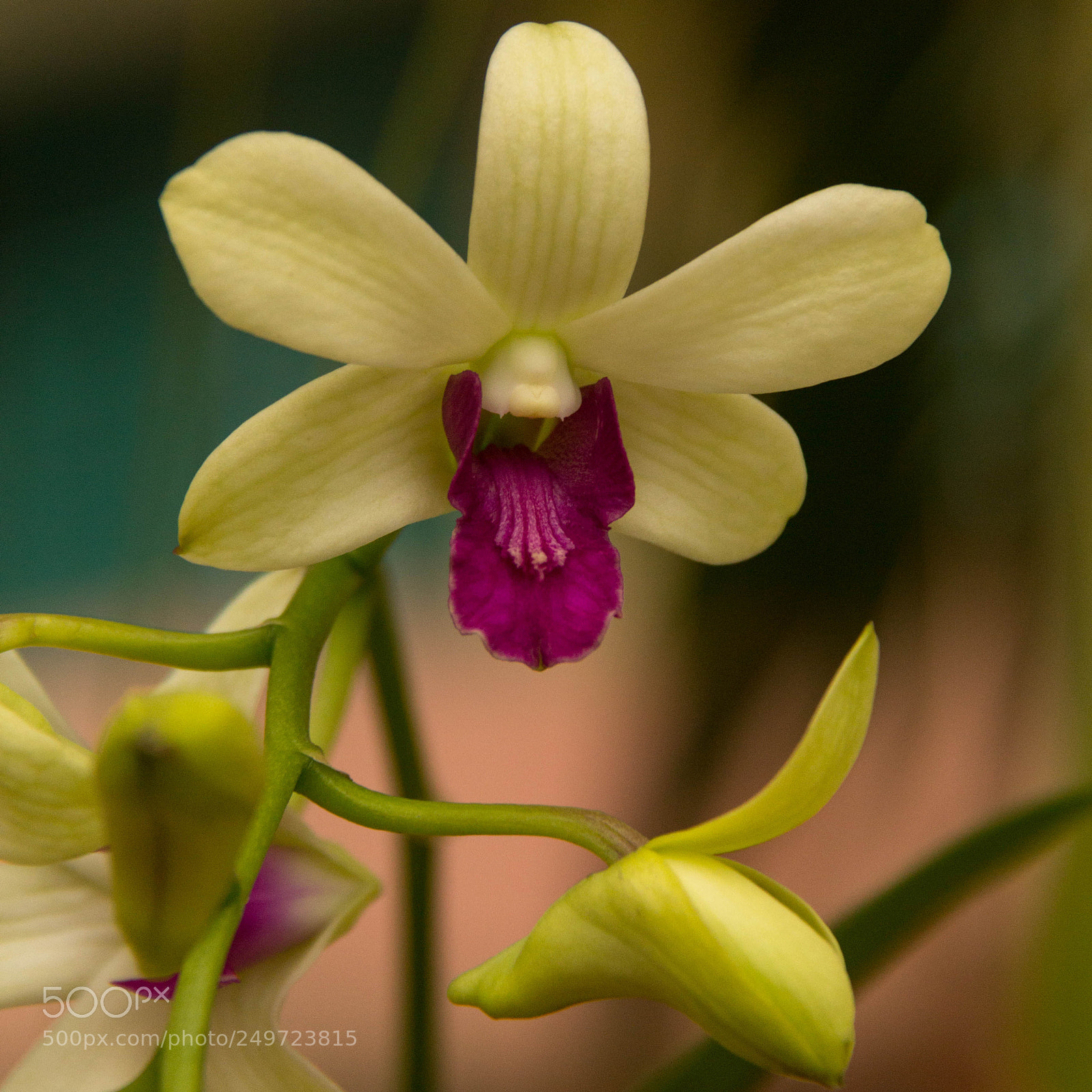 Canon EOS 60D sample photo. In bloom 10 photography