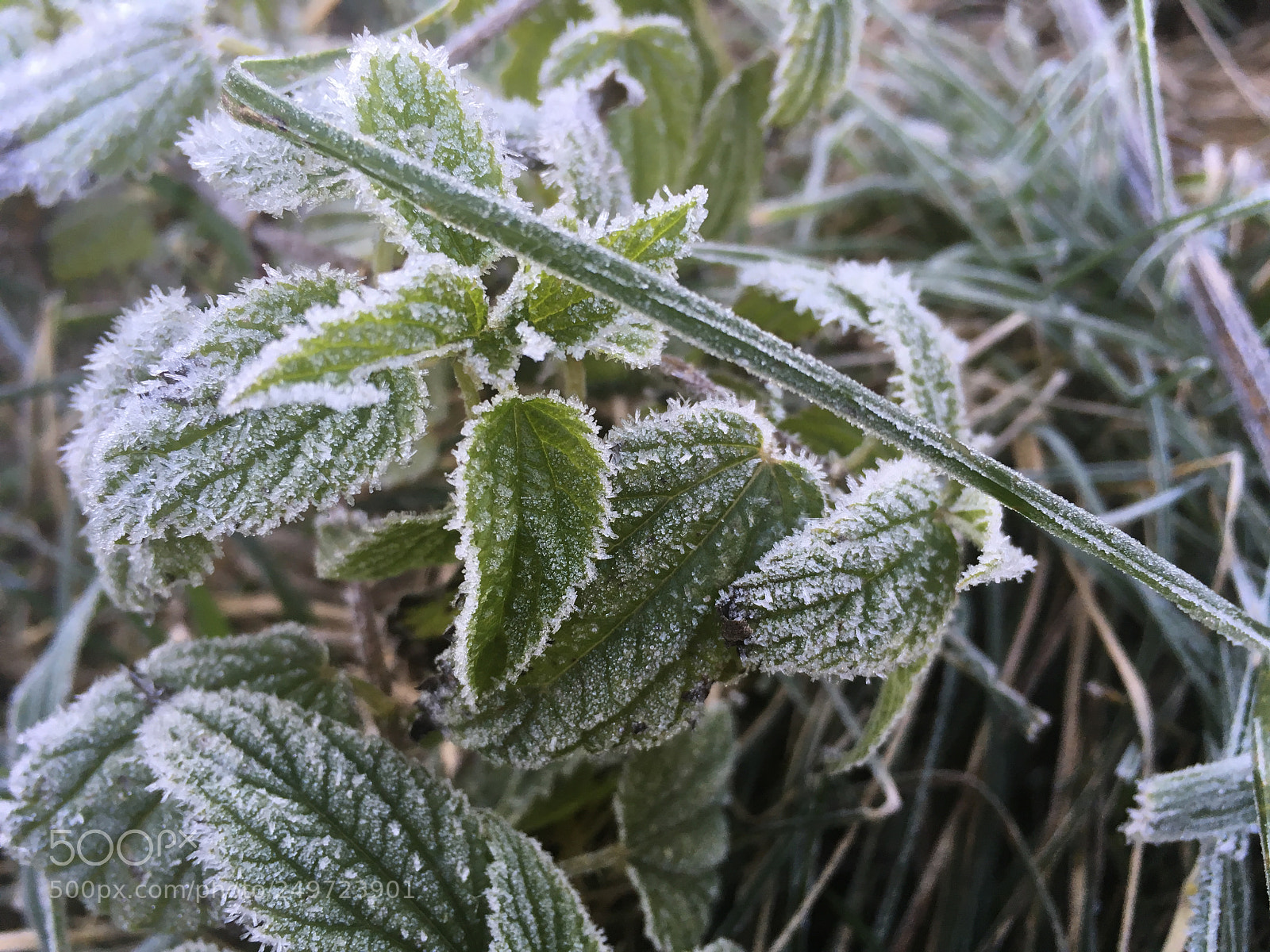 Apple iPhone SE sample photo. Grass in ice photography