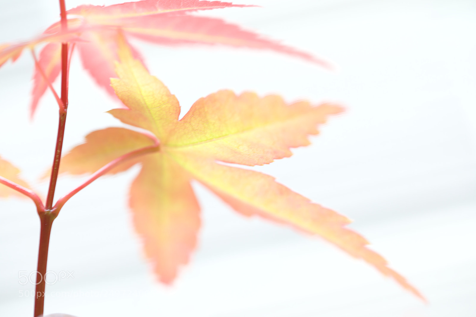 Canon EOS 5D Mark IV sample photo. Maple leafs photography