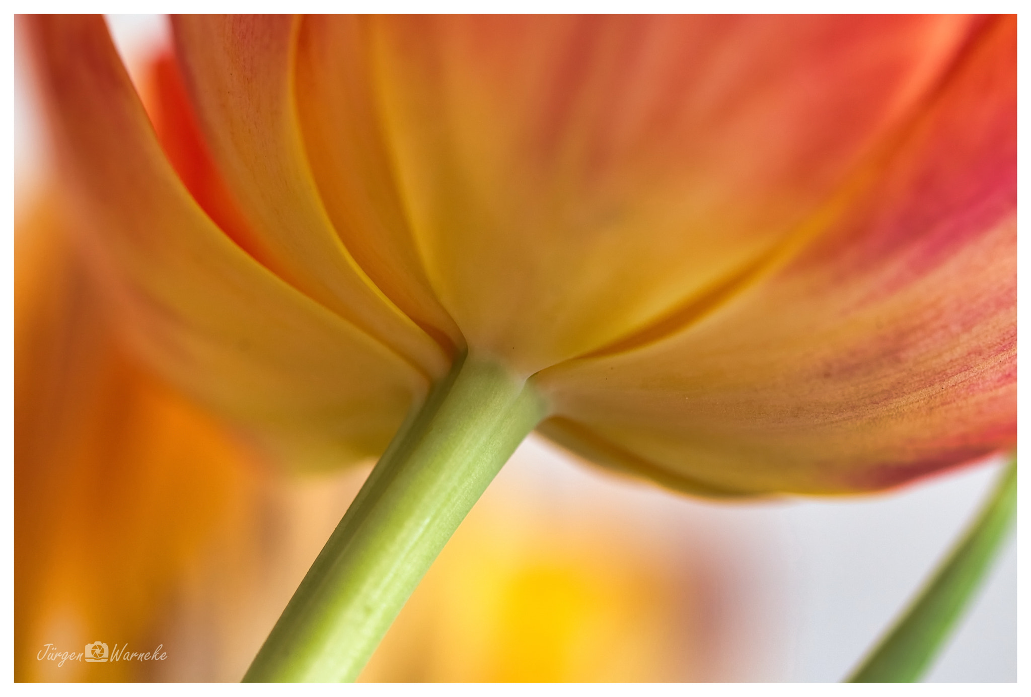 Canon EF 100mm F2.8L Macro IS USM sample photo. Spring colours photography