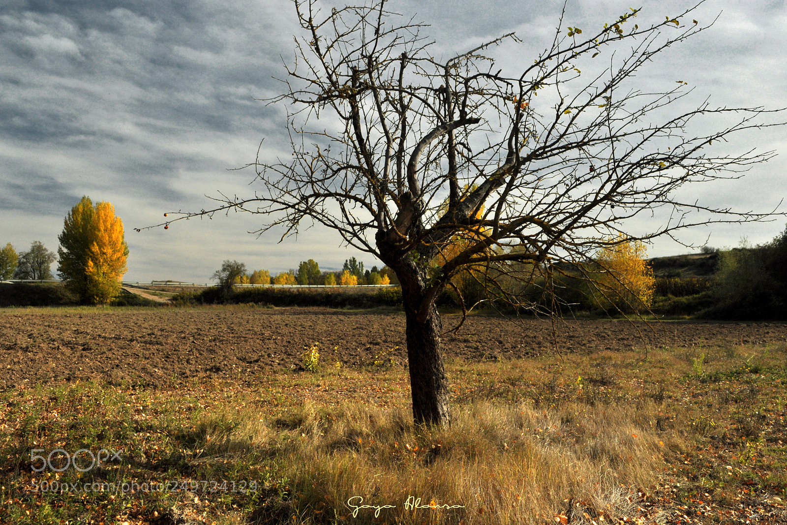 Nikon D5000 sample photo. De otoño photography