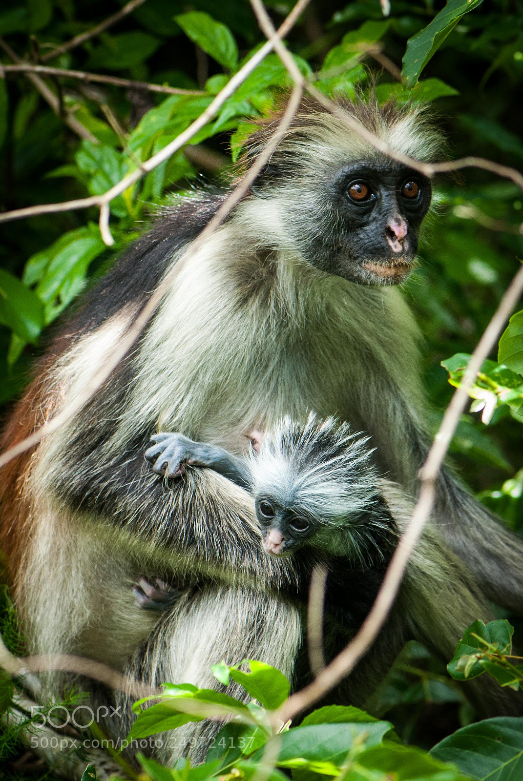Nikon D200 sample photo. Red colobus photography