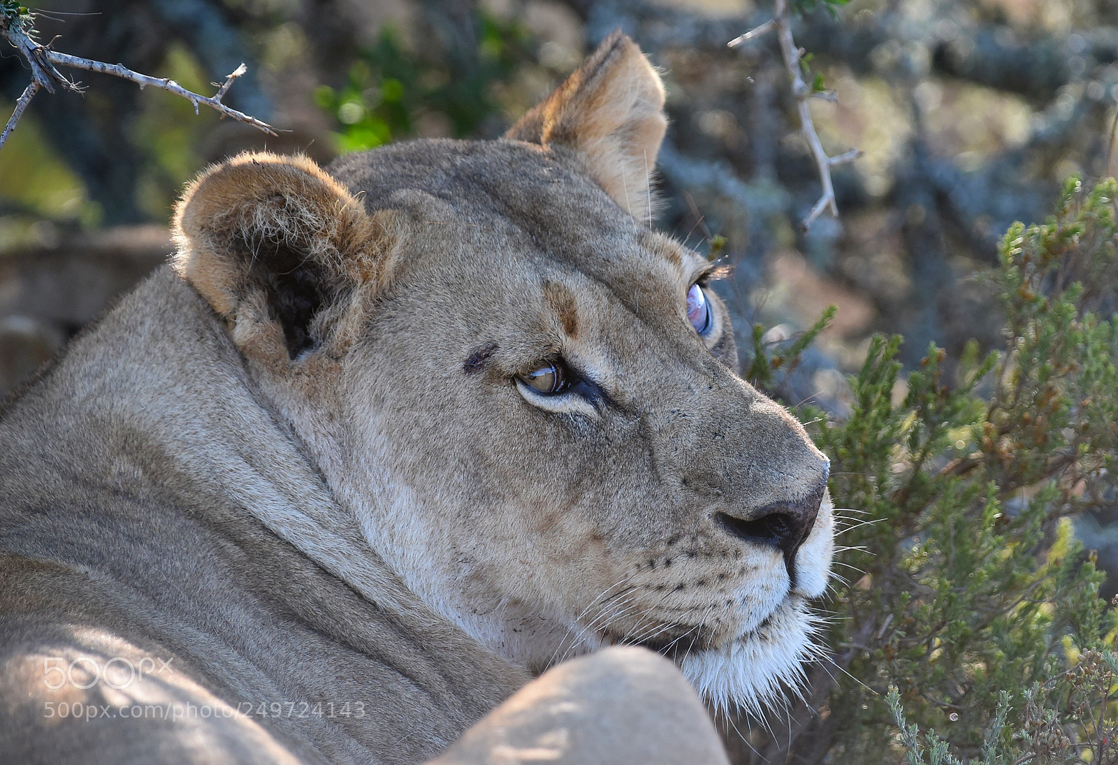 Nikon D4S sample photo. Matriarch photography