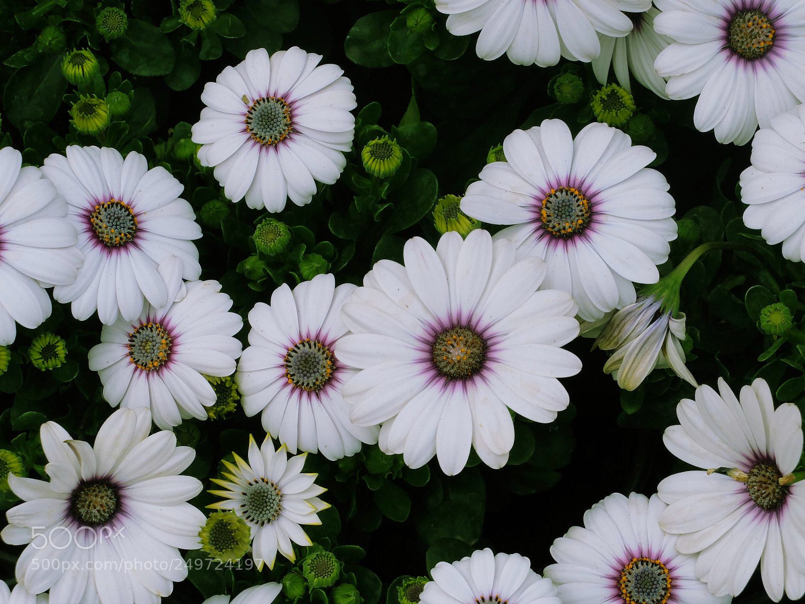 Fujifilm X20 sample photo. Flowers photography