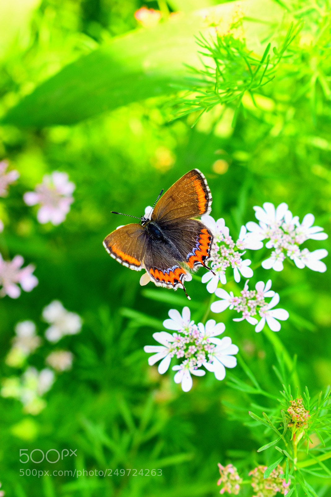 Nikon D5600 sample photo. Butterfly photography