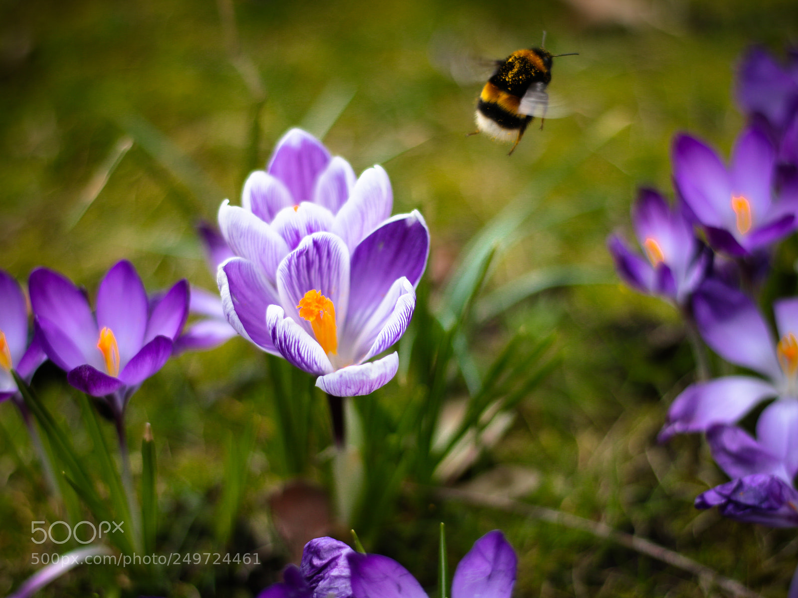 Canon EOS 70D sample photo. Krokus met bijtje te photography
