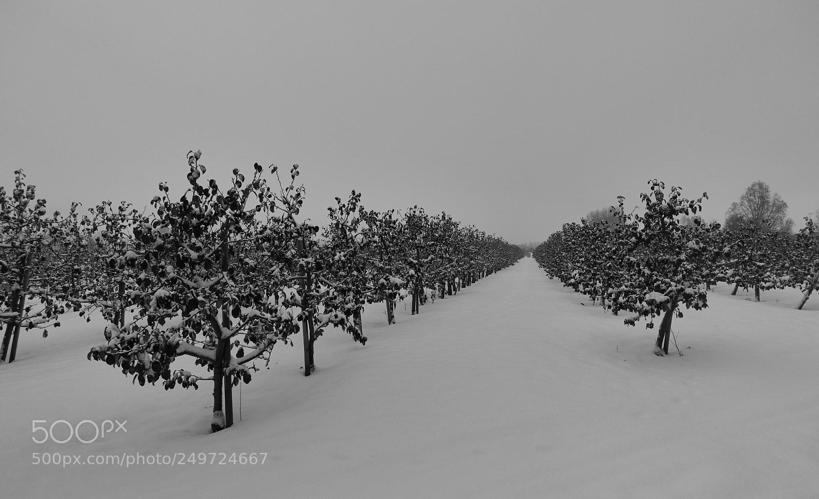 Sony Cyber-shot DSC-RX100 IV sample photo. Field of snowy trees photography
