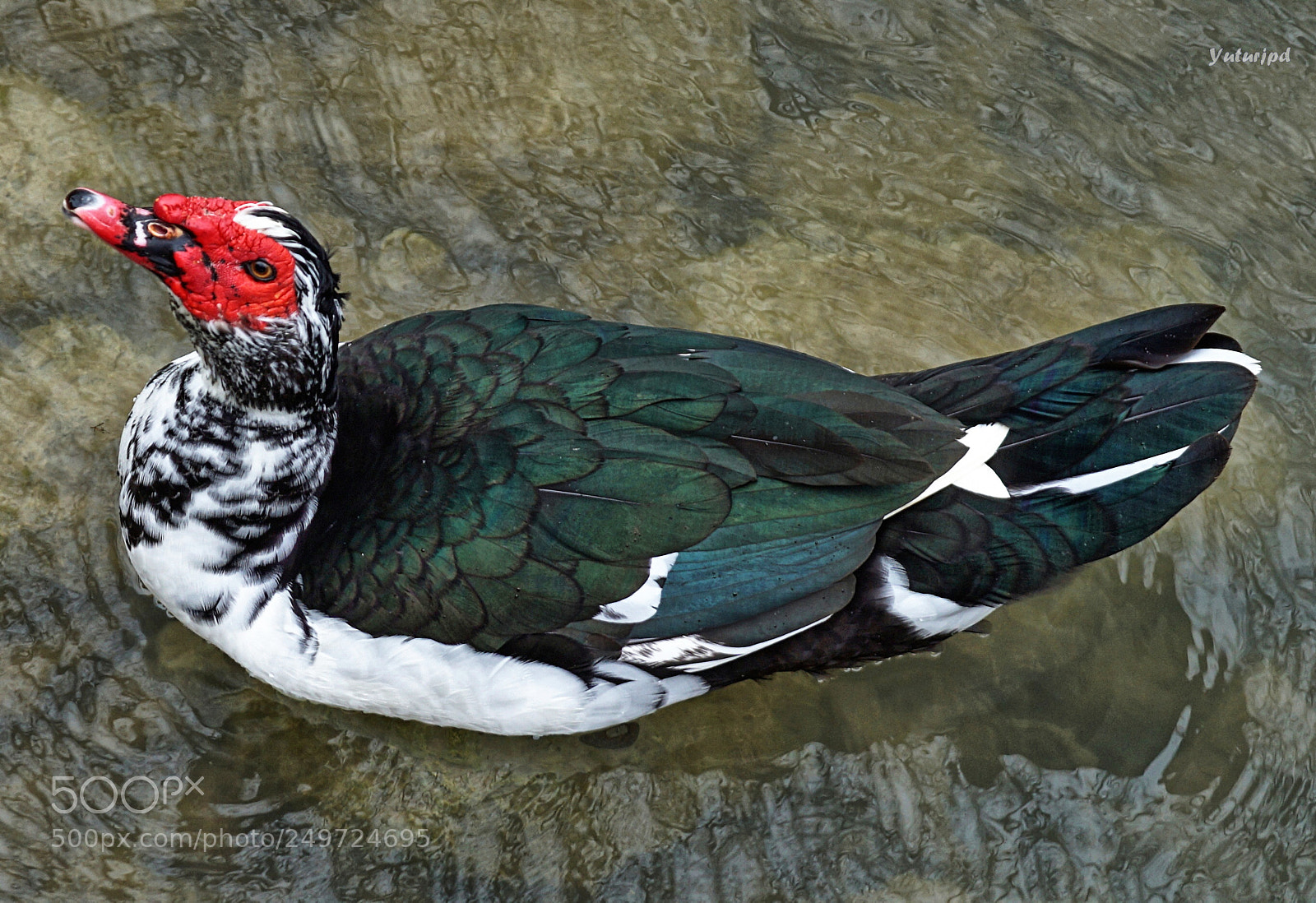Sony a6000 sample photo. The duck-turkey of j photography