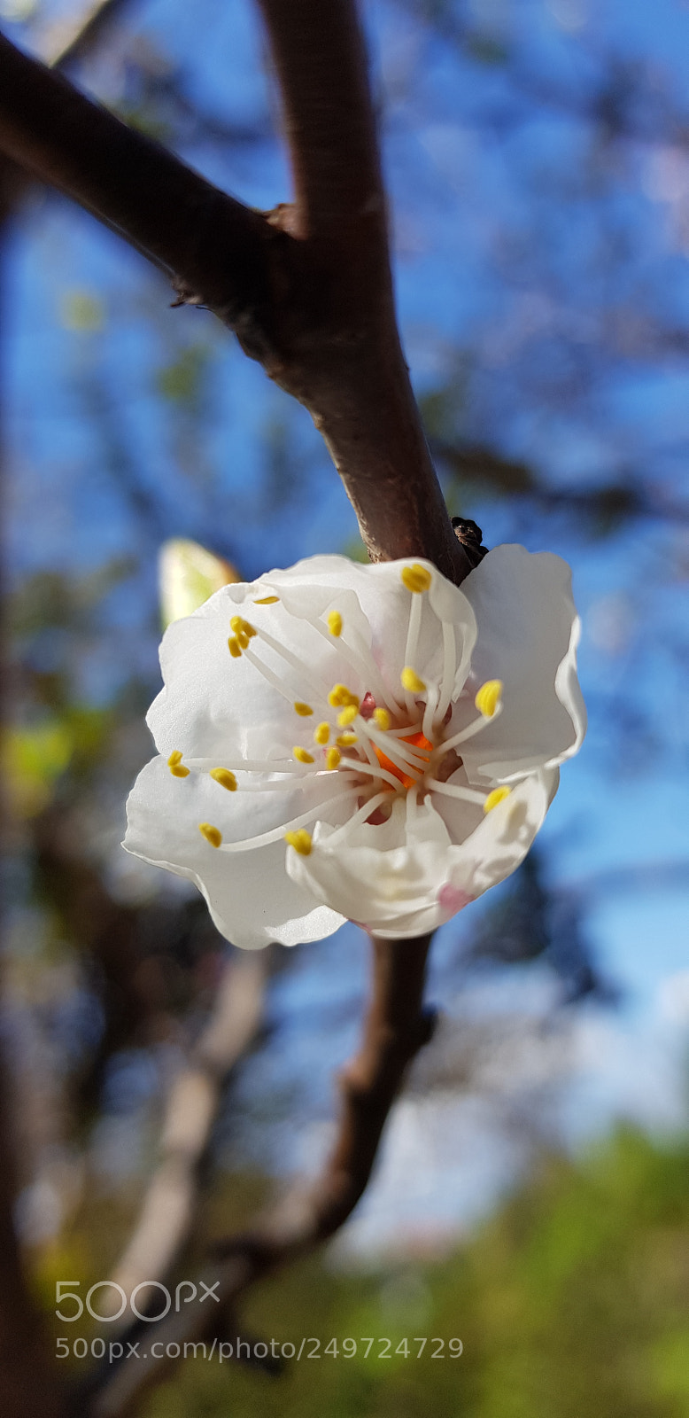 Samsung Galaxy S8 sample photo. Spring is uploading photography