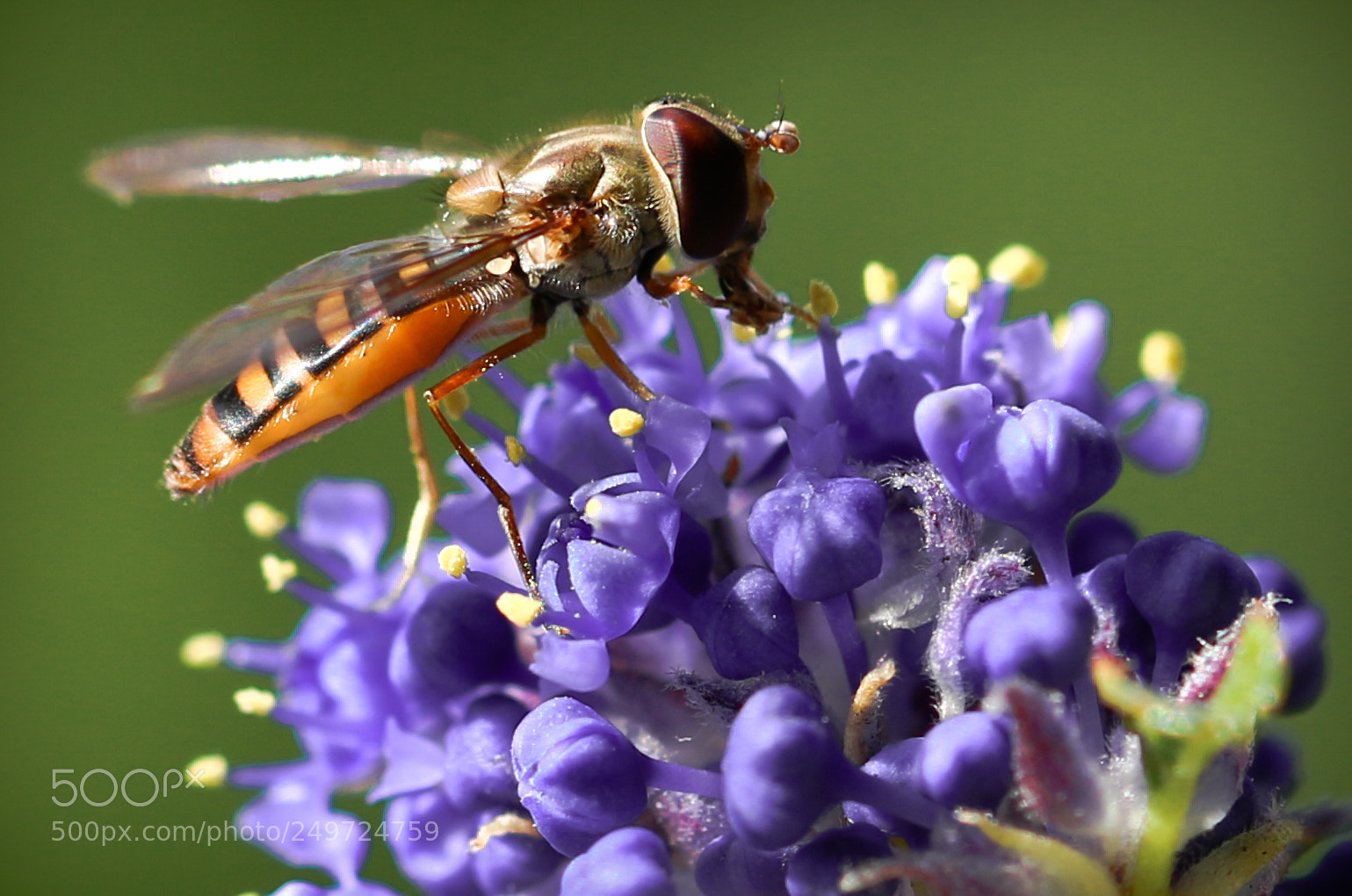 Canon EOS 70D sample photo. Amerikaanse seringe photography