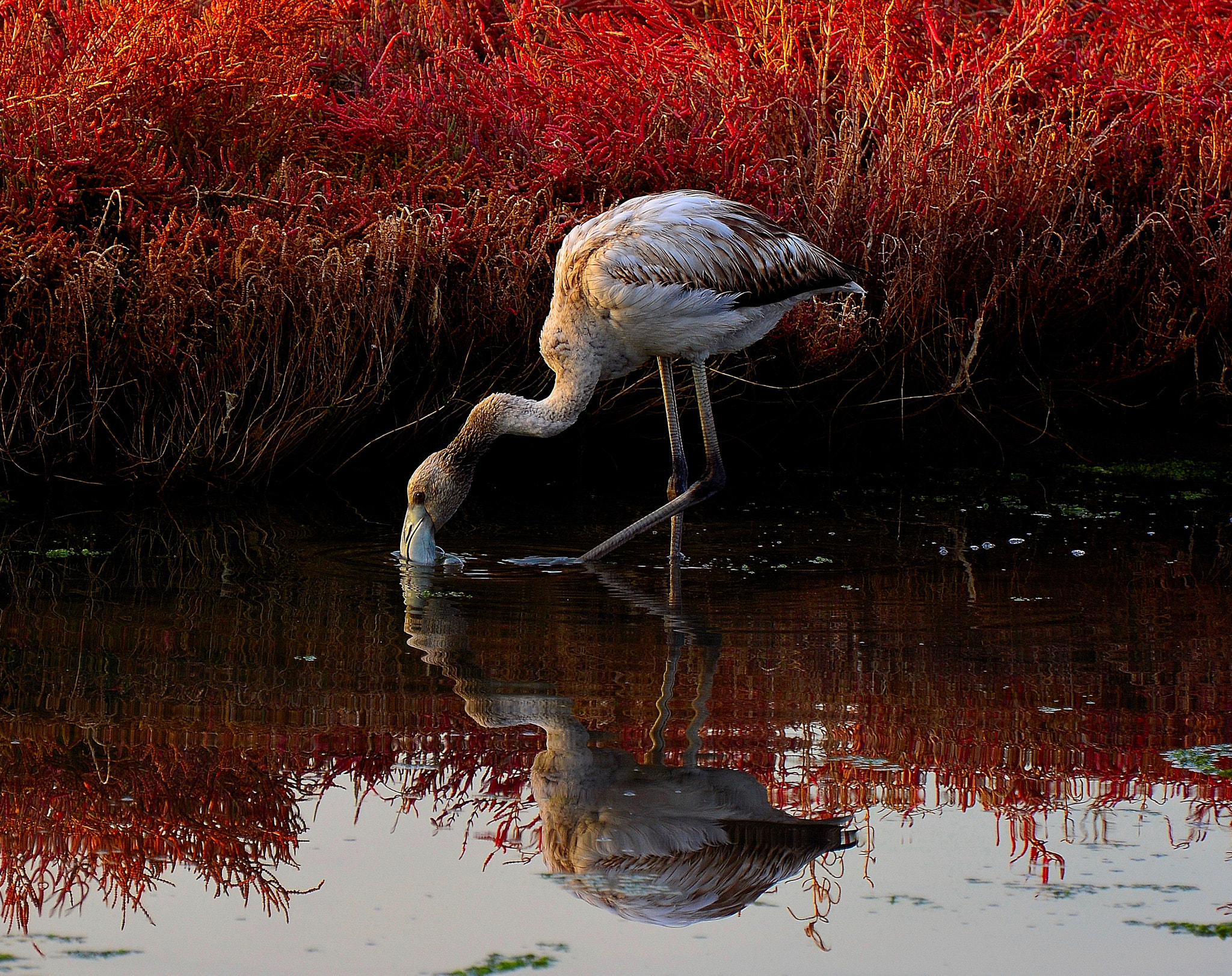 Nikon D7100 sample photo. Flamingo photography