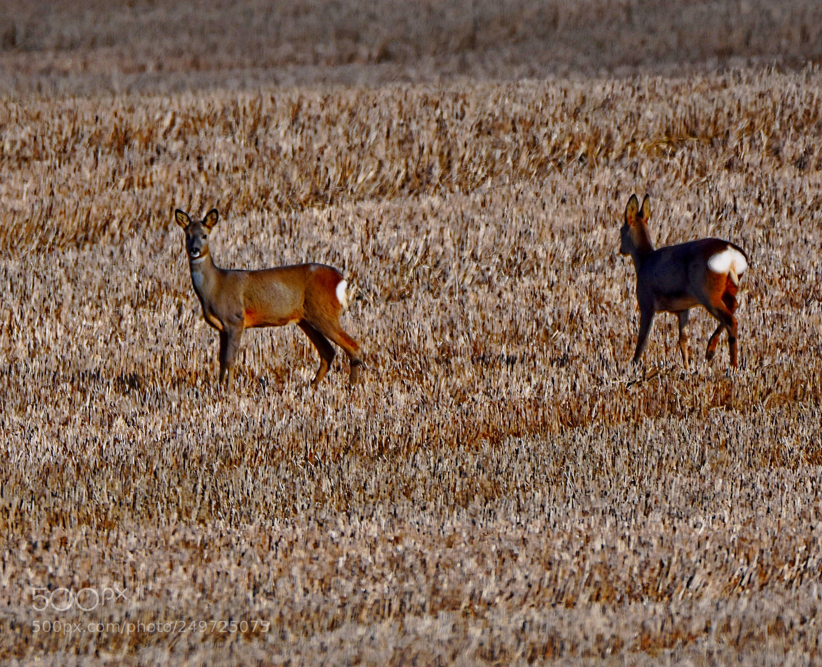 Nikon D7200 sample photo. Logie pe i f photography