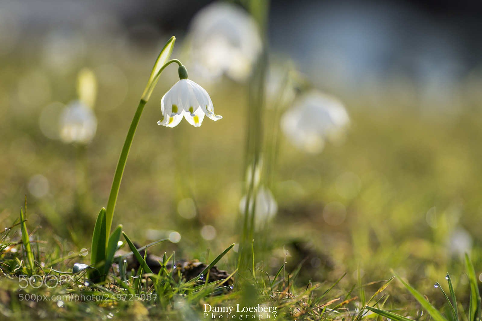 Nikon D5500 sample photo. Snowflake in the afternoon photography